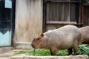 Büyük, kahverengi bir Capybara kumlu bir muhafaza üzerinde oturur ve bir çimen yaprağını kemirir. Rahatlamış ifadesi ve nazik tavrı onu hayvanat bahçesi ziyaretçileri arasında popüler bir hayvan yapıyor..