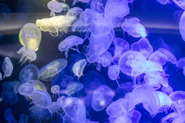 Canlı mavi ve yeşil neon ışıklarıyla aydınlatılan büyük bir grup renkli denizanasının yer aldığı büyüleyici sualtı sahnesi..