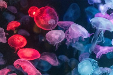 Canlı mavi ve yeşil neon ışıklarıyla aydınlatılan büyük bir grup renkli denizanasının yer aldığı büyüleyici sualtı sahnesi..