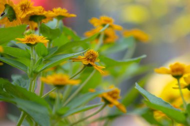 Parlak sarı Dahlberg Daisy (Thymophylla tenuiloba), Altın Post veya Pricklyleaf olarak da bilinir. Küçük, neşeli çiçek bulanık yeşil bir arka plana karşı duruyor.