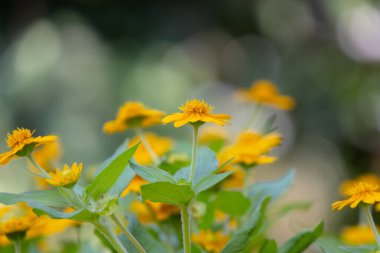 Parlak sarı Dahlberg Daisy (Thymophylla tenuiloba), Altın Post veya Pricklyleaf olarak da bilinir. Küçük, neşeli çiçek bulanık yeşil bir arka plana karşı duruyor.