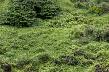 Çeşitli küçük yeşil yapraklar ve bitkilerden oluşan kalın bir halının yukarıdan çekimleri zengin, organik bir doku yaratıyor..