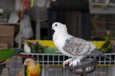 Beyaz bir güvercin ve birkaç renkli yeşil yanaklı Conure papağanları tribünlere tünemiş..