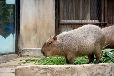 Büyük, kahverengi bir Capybara kumlu bir muhafaza üzerinde oturur ve bir çimen yaprağını kemirir. Rahatlamış ifadesi ve nazik tavrı onu hayvanat bahçesi ziyaretçileri arasında popüler bir hayvan yapıyor..