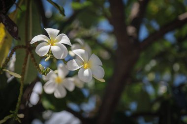 Beyaz plumeria çiçekleri yemyeşil yaprakları olan bir ağaçta açar, parlak mavi gökyüzüne karşı güneşlenirler..