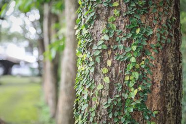 Ağaç gövdesinin yakın plan küçük yeşil sarmaşıklar ile kaplı, bulanık bir arka plan ile ağaçlar ve yeşillik, doğal ve sakin bir orman sahnesi oluşturur.