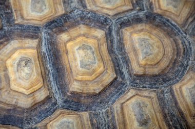 Kaplumbağa kabuğunun makro görüntüsü eşsiz desenlerini ve doğal dokularını kahverengi ve bej tonlarında sergiliyor..