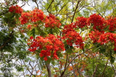 Flamboyant ağacının parlak turuncu kırmızı çiçekleri (Delonix regia), ayrıca Royal Poinciana veya Alev ağacı olarak da bilinir. Tüylü yeşil yapraklar, açık gökyüzüne karşı alevli çiçeklere karşı bir tezat oluşturuyor..