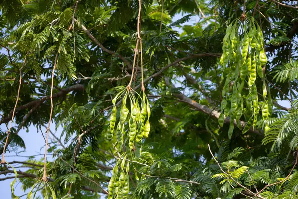 Ağacın dallarından sarkan yeşil kokulu fasulye (petai veya Parkia speciosa) kümeleri. Uzun, ince kapsüller yapraklar ve dallarla çevrili.