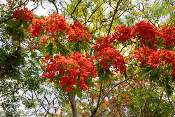 Flamboyant ağacının parlak turuncu kırmızı çiçekleri (Delonix regia), ayrıca Royal Poinciana veya Alev ağacı olarak da bilinir. Tüylü yeşil yapraklar, açık gökyüzüne karşı alevli çiçeklere karşı bir tezat oluşturuyor..