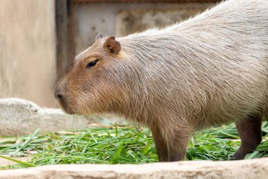Büyük, kahverengi bir Capybara kumlu bir muhafaza üzerinde oturur ve bir çimen yaprağını kemirir. Rahatlamış ifadesi ve nazik tavrı onu hayvanat bahçesi ziyaretçileri arasında popüler bir hayvan yapıyor..