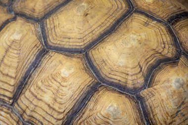 Kaplumbağa kabuğunun makro görüntüsü eşsiz desenlerini ve doğal dokularını kahverengi ve bej tonlarında sergiliyor..