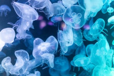 Canlı mavi ve yeşil neon ışıklarıyla aydınlatılan büyük bir grup renkli denizanasının yer aldığı büyüleyici sualtı sahnesi..