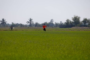 Korkuluk uçsuz bucaksız yeşil pirinç tarlasında duruyor. Gökyüzü açık ve güneş parlıyor. Sahnenin üzerine sıcak bir parıltı saçıyor. Korkuluk turuncu bir gömlek ve siyah pantolon giyiyor ve yemyeşil pirinç bitkileriyle çevrili. Arka planda, orada 