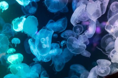 Canlı mavi ve yeşil neon ışıklarıyla aydınlatılan büyük bir grup renkli denizanasının yer aldığı büyüleyici sualtı sahnesi..