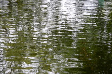 Yeşil yaprakları ve ışığı yansıtan, soyut ve desenli bir yüzey oluşturan, yumuşak dalgalı bir su görüntüsü..