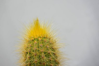 Yoğun, uzun, altın sarısı dikenli dikenleri olan yeşil bir kaktüsün tepesine yakın plan..