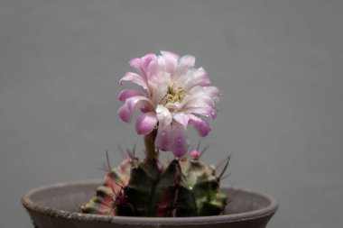 Tenceredeki bir jimnastik kaktüsü bulanık gri bir arka planda narin pembe ve beyaz bir çiçek açar..