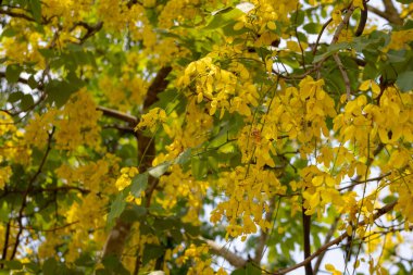 Altın Duş ağacından (Cassia fistülü) gelen parlak sarı çiçekler. Uzun, sarkık çiçek yarışları, Tayland 'da bulunan bu güzel tropikal ağacın tipik yeşil yapraklarıyla karışıyor..