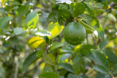 Tek bir yeşil Kaffir kireç (Citrus hystrix veya Makrut kireç) yeşil yaprakların arasında yetişen bir dalın yakın plan çekimi. Su damlacıkları meyve ve yapraklarda görülebilir.