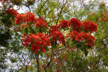 Flamboyant ağacının parlak turuncu kırmızı çiçekleri (Delonix regia), ayrıca Royal Poinciana veya Alev ağacı olarak da bilinir. Tüylü yeşil yapraklar, açık gökyüzüne karşı alevli çiçeklere karşı bir tezat oluşturuyor..