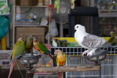 Beyaz bir güvercin ve birkaç renkli yeşil yanaklı Conure papağanları tribünlere tünemiş..