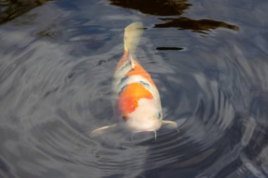 Koyu bir gölde yüzen turuncu ve beyaz koi balığının genel görünümü suyun yüzeyinde dalgalanmalar yaratır..