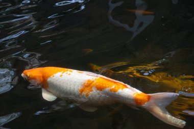 Koyu bir gölde yüzen turuncu ve beyaz koi balığının genel görünümü suyun yüzeyinde dalgalanmalar yaratır..