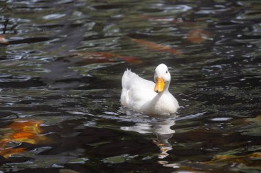 Turuncu gagalı yalnız beyaz bir ördek, yüzeyin altında bulanık altın koi balığı şekilleriyle, dalgalı bir gölette yüzer..