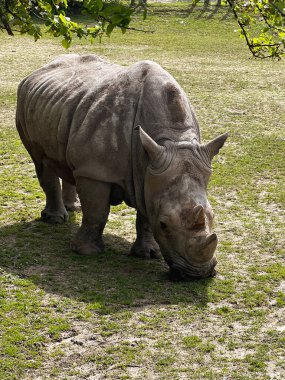 Hayvanat bahçesinde yaşlı beyaz bir gergedan yürüyor ve ot ve saman yiyor.