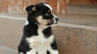 Tapılası Siyah ve Beyaz Köpek Yavrusu Kiremit Merdivenlerde Oturuyor