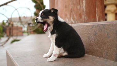 Sevimli Esneyen Köpek Veranda Merdivenlerinde Oturuyor