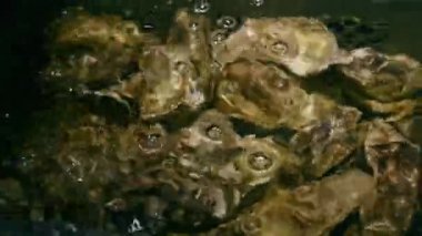 Suyun altında bir sürü istiridye var. Restoranda istiridye.