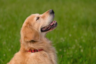Kırmızı yakalı Golden Retriever 'ın yan görüntüsü. Yeşil bir alanda mutlu ve hoşnut görünüyor..