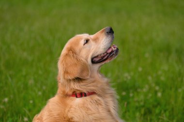 Kırmızı yakalı Golden retriever mutlu görünüyor ve yeşil bir alanda otururken gülümsüyor..