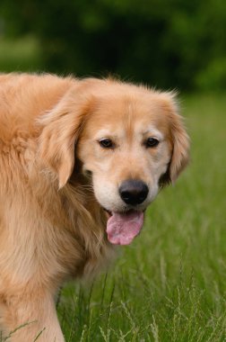 Sıcak bir günde yemyeşil çimlerin üzerinde duran, dili açık bir Golden Retriever 'ın yakın çekimi..