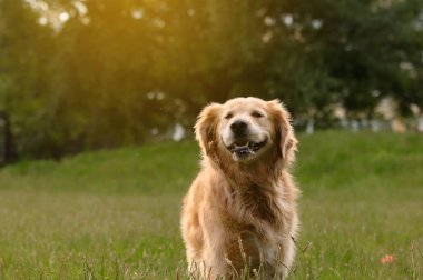 Golden retriever, güneşli yeşil bir alanda mutlu bir şekilde duruyor. Doğal bir ortamda neşe ve memnuniyet saçıyor..