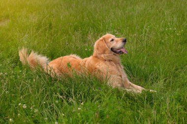 Kırmızı yakalı bir Golden retriever, yemyeşil çimenlerde uzanıyor ve soluyor, sakin ve güneşli bir günün tadını çıkarıyor..