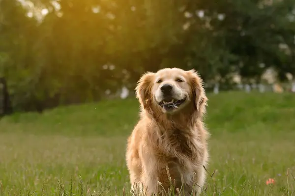 stock image Golden retriever standing happily in a sunlit green field, radiating joy and contentment in a natural outdoor setting.