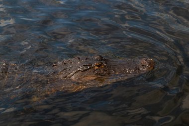 Everglades Ulusal Parkı 'ndaki Vahşi Amerikan Timsahı. Amerika' nın güneydoğusunda, Florida 'da yaşayan büyük timsah sürüngeni.