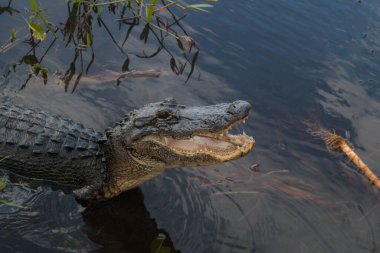 Everglades Ulusal Parkı 'ndaki Vahşi Amerikan Timsahı. Amerika' nın güneydoğusunda, Florida 'da yaşayan büyük timsah sürüngeni.