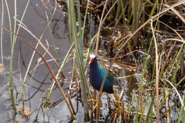 Florida Everglades Ulusal Parkı bataklıklarında Amerikan mor gallinule kuşu