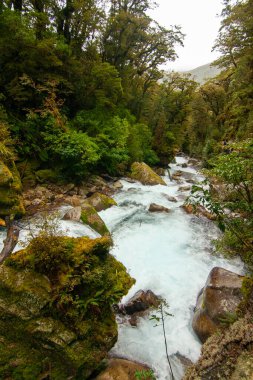 Marian Şelalesi Pisti, Fiordland Şelalesi Yeni Zelanda Yerli yağmur ormanlarıyla