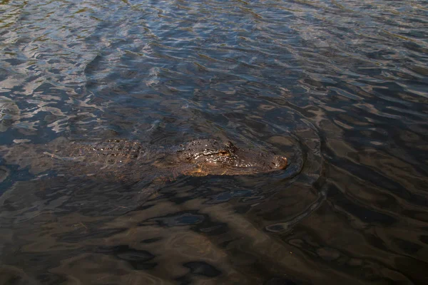 Everglades Ulusal Parkı 'ndaki Vahşi Amerikan Timsahı. Amerika' nın güneydoğusunda, Florida 'da yaşayan büyük timsah sürüngeni.