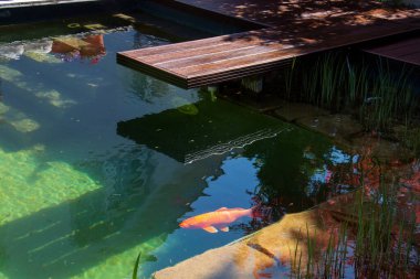 Renkli sazan balıklarıyla dekoratif bahçe gölü ve ahşap cumaru ahşap güverte iskelesi.