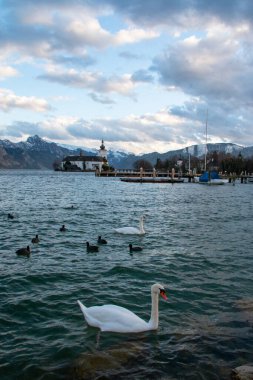 Gmunden, Salzkammergut, Avusturya 'daki Schloss Orth Kalesi yakınlarındaki Traunsee Gölü' nde kuğu çifti ve bebek cygnetleri.