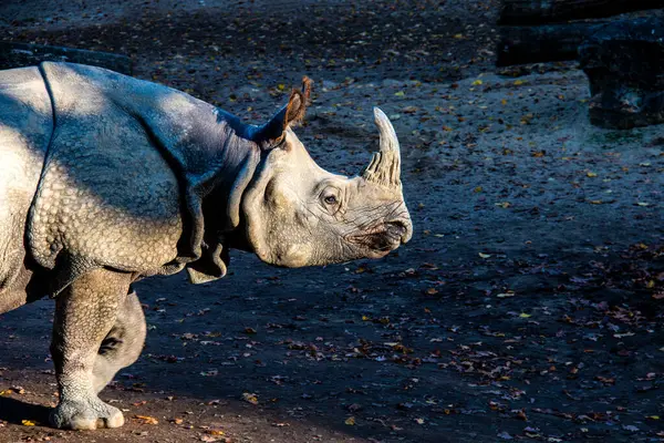 Greatndian rhinoceros (Rhinoceros unicornis) one-horned rhino native animal to the Indian subcontinen