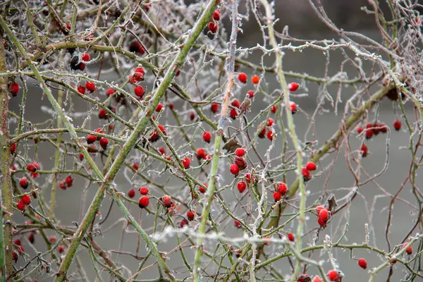 Winter ice frost on rose plant with frozen red rose hips fruits close up