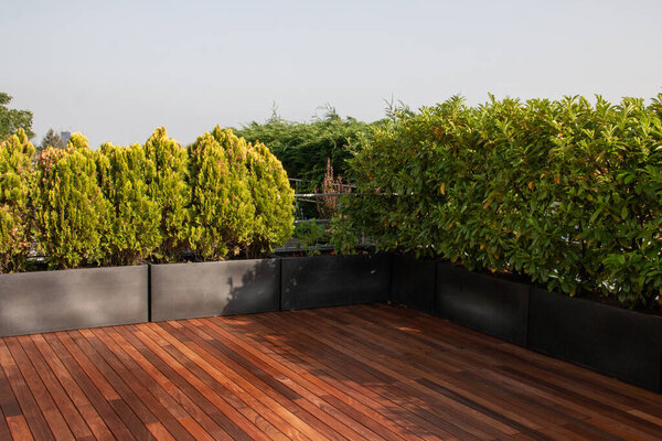 Outdoor wooden deck surrounded by evergreen hedge plants for privacy in pots. The wood floor is bordered by vibrant green shrubs, creating a private outdoor space.