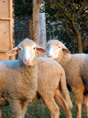 Çitlerle korunan, çimlerin üzerinde duran koyunlar.